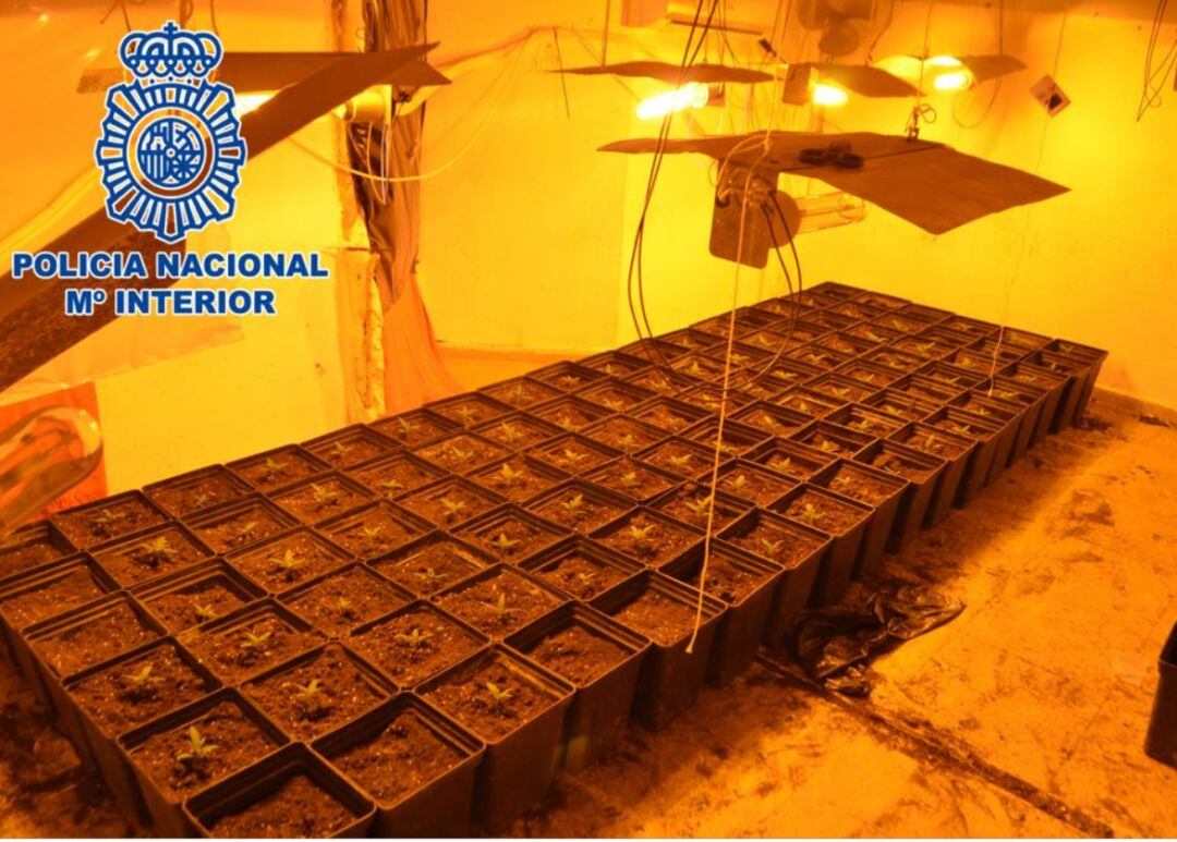 Plantación de marihuana desmantelada en Albacete
