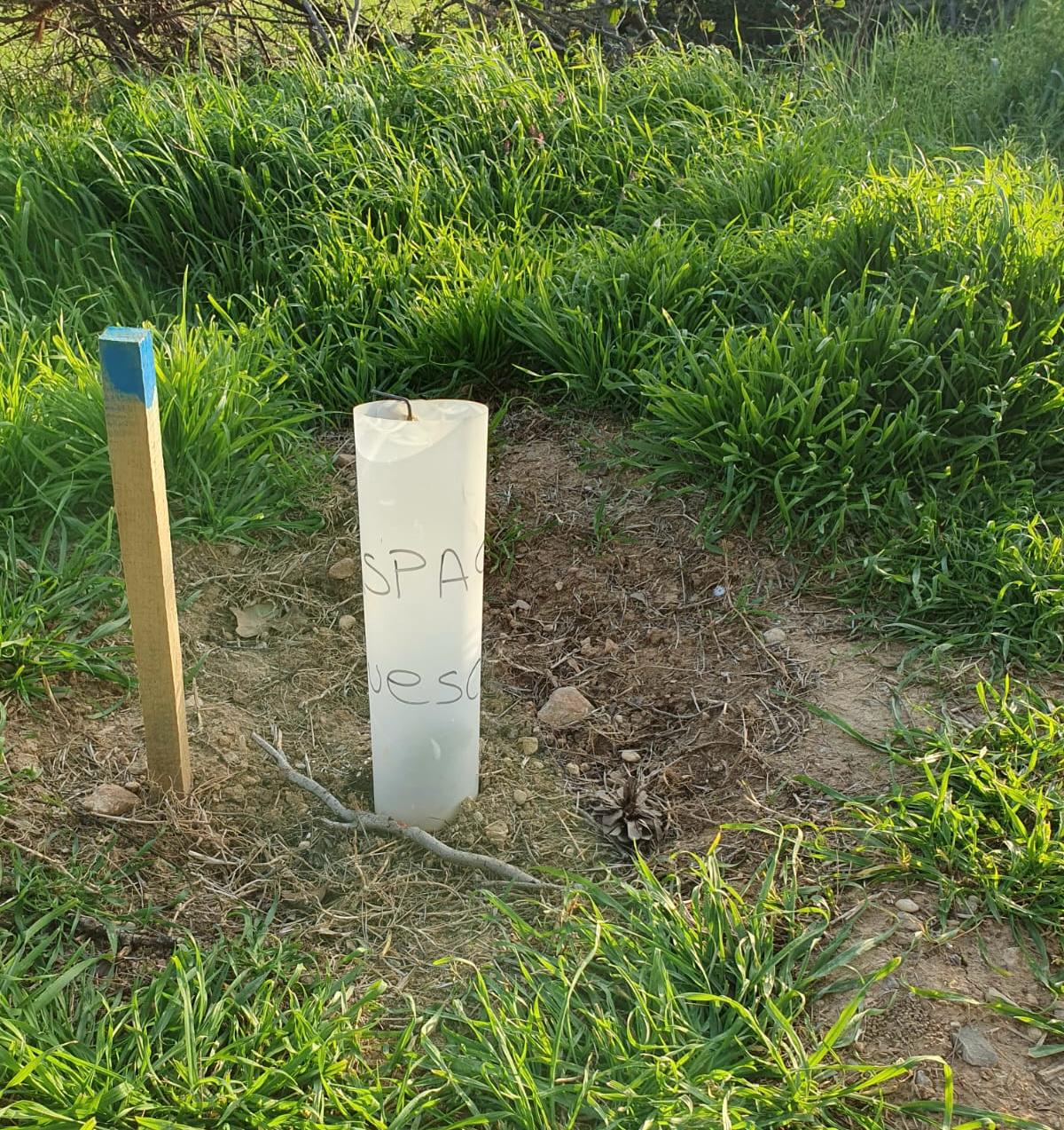 Una estaca marca el lugar donde se encuentra una planta