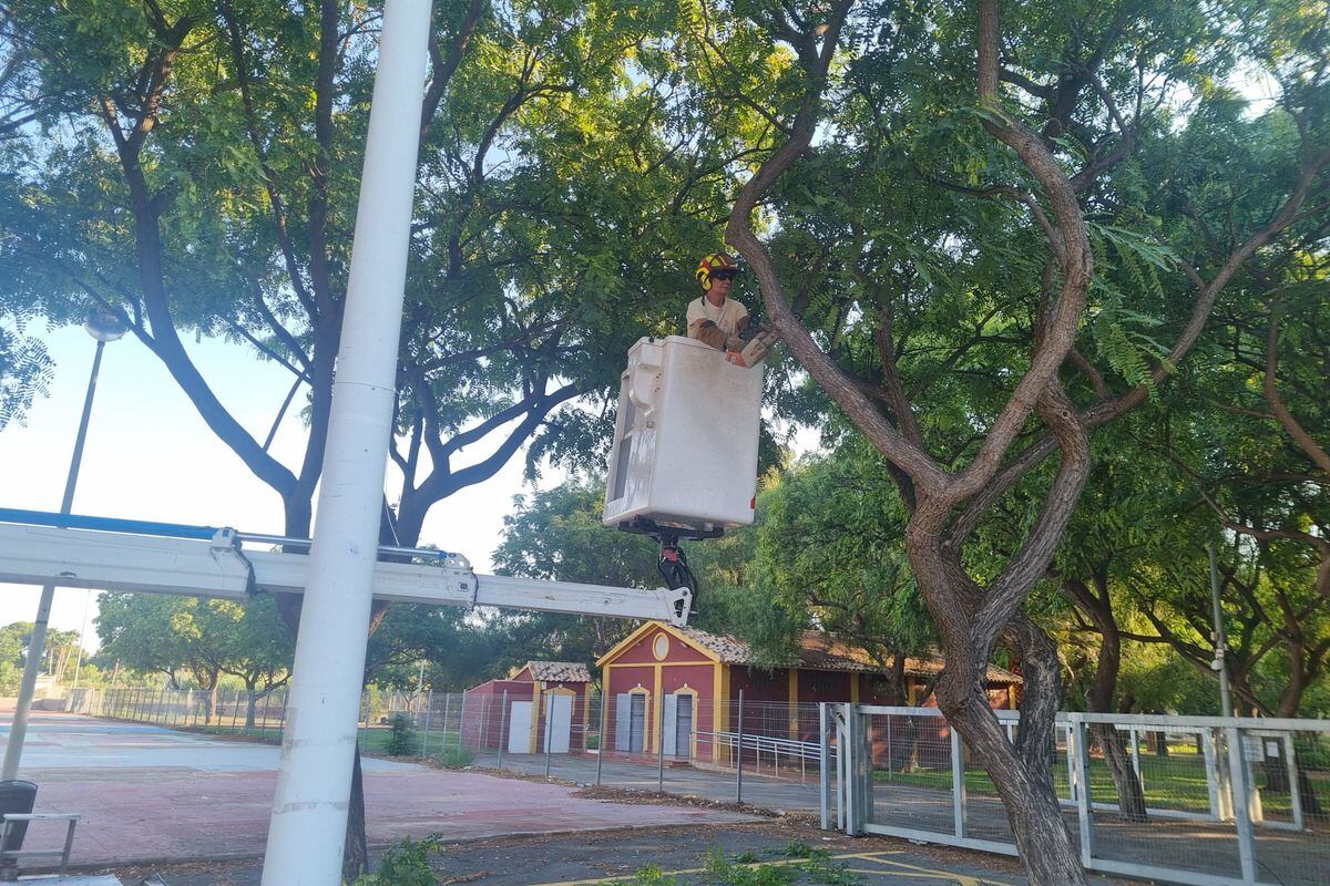 Un trabajador del Ayuntamiento de Cartagena realiza trabajos de poda