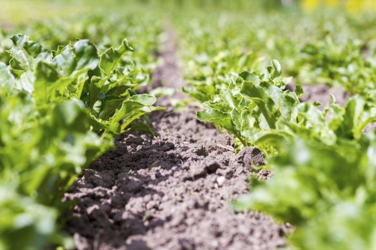 Imagen de un cultivo ecológico