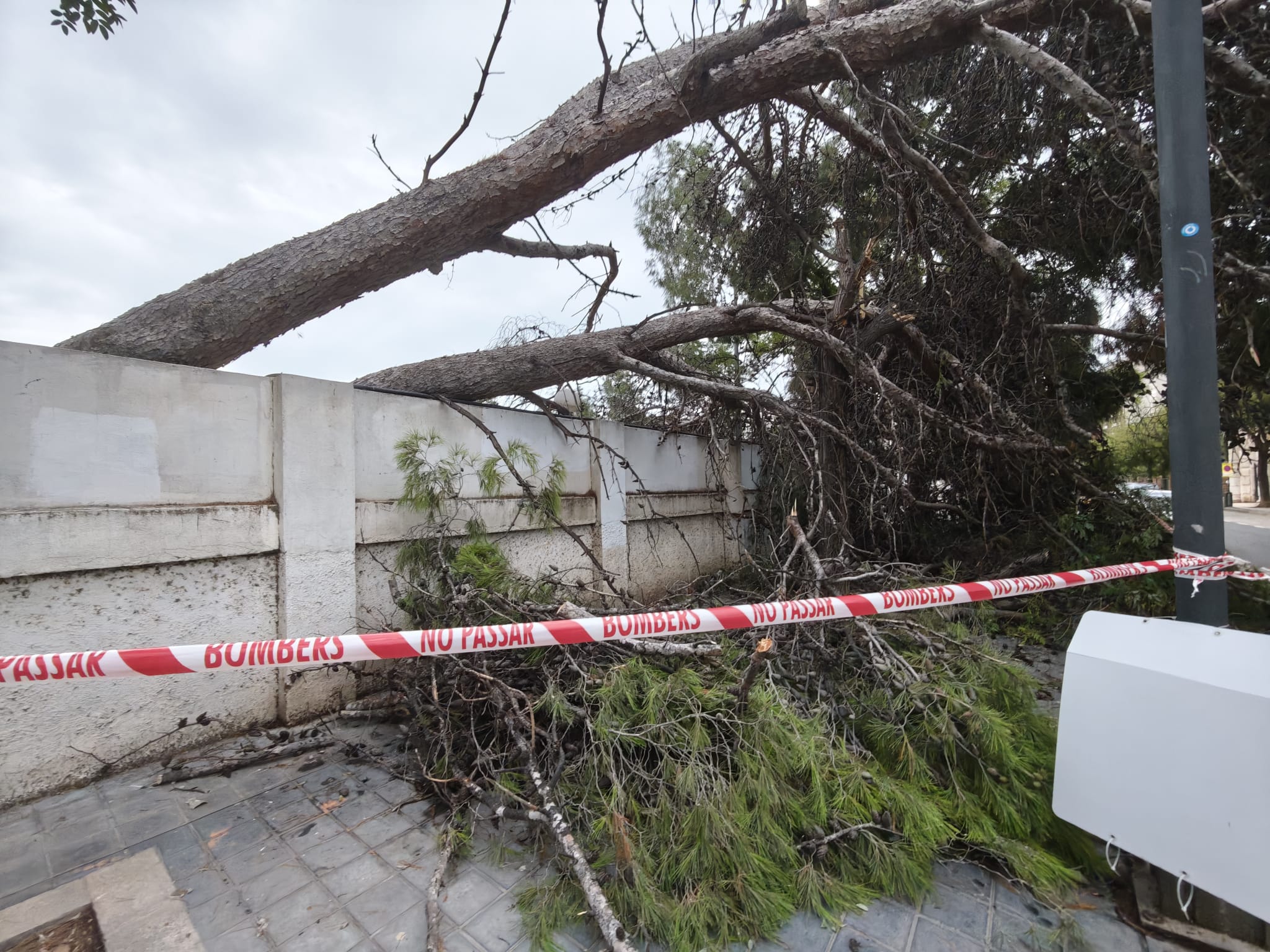 Árbol caído en el recinto de la Hípica de València