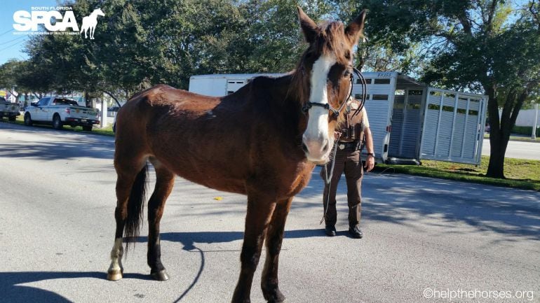 Trigger el caballo que hizo 1300 km para llevar a su propietario desde Carolina hasta Florida, sin percibir alimento adecuado ni cuidados