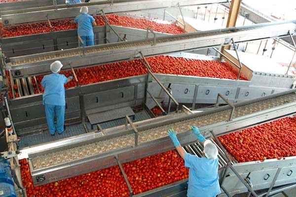 Transformación del tomate fresco en la empresa Pronat