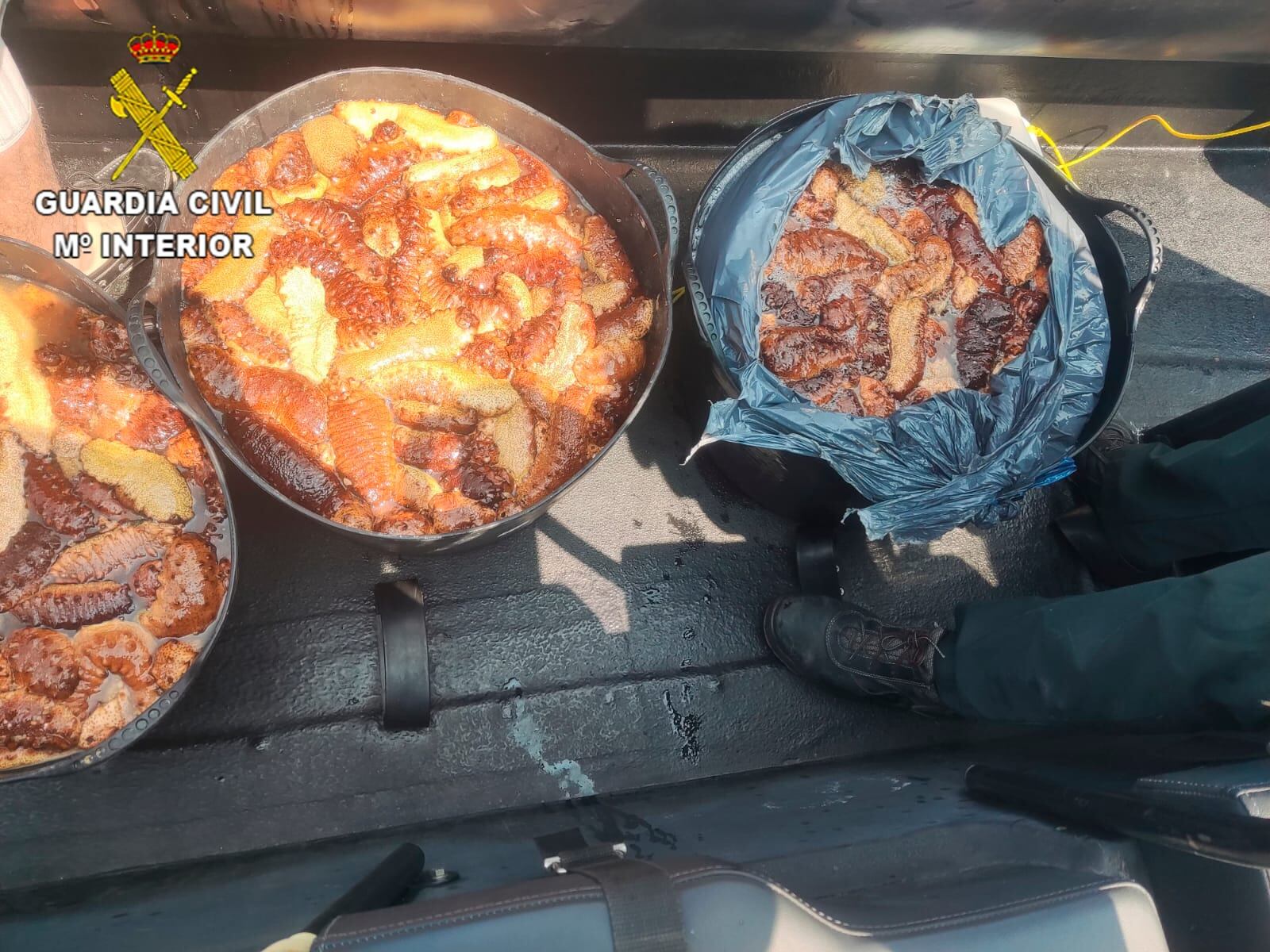 Pepinos de mar incautados por la Guardia Civil