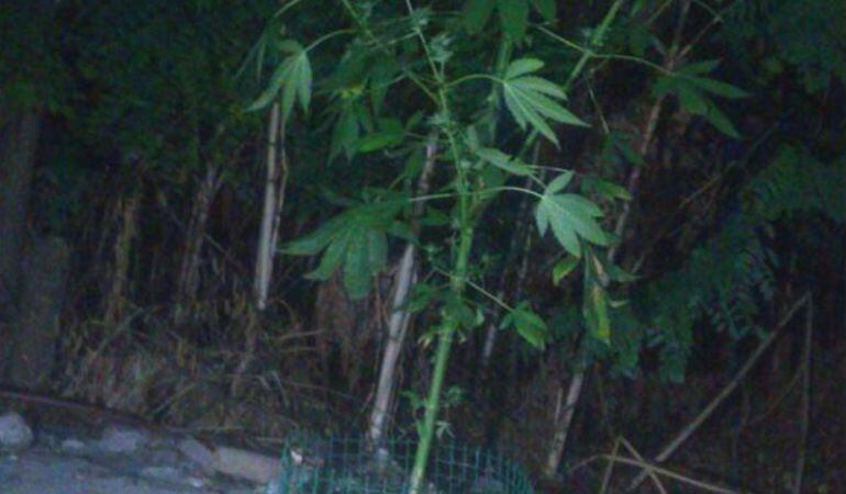 Una planta de marihuana