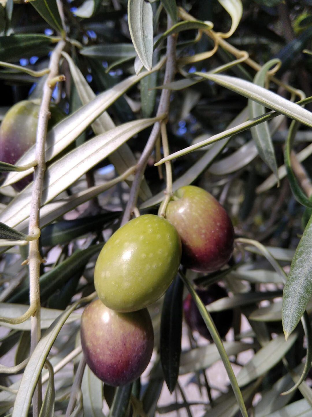 Aceitunas en proceso de maduración en Córdoba