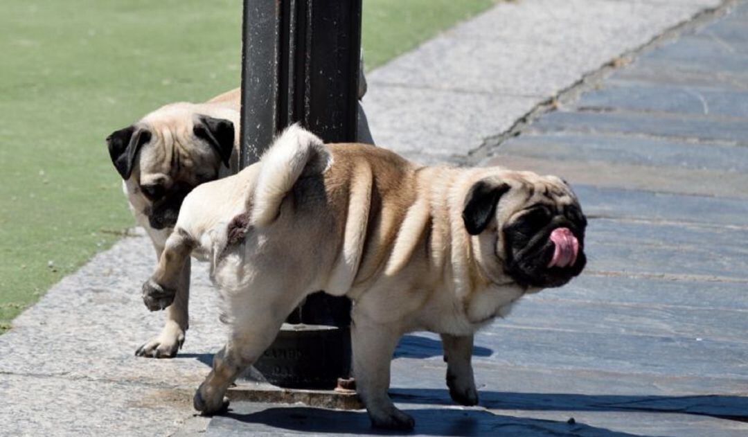 Perros meando en la calle