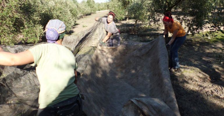 Tres jornaleras recogen la aceituna en el campo.