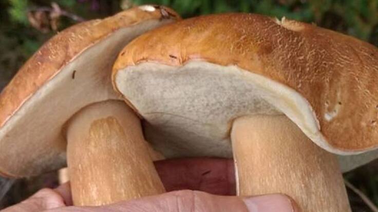 Proliferan las setas debido al tiempo