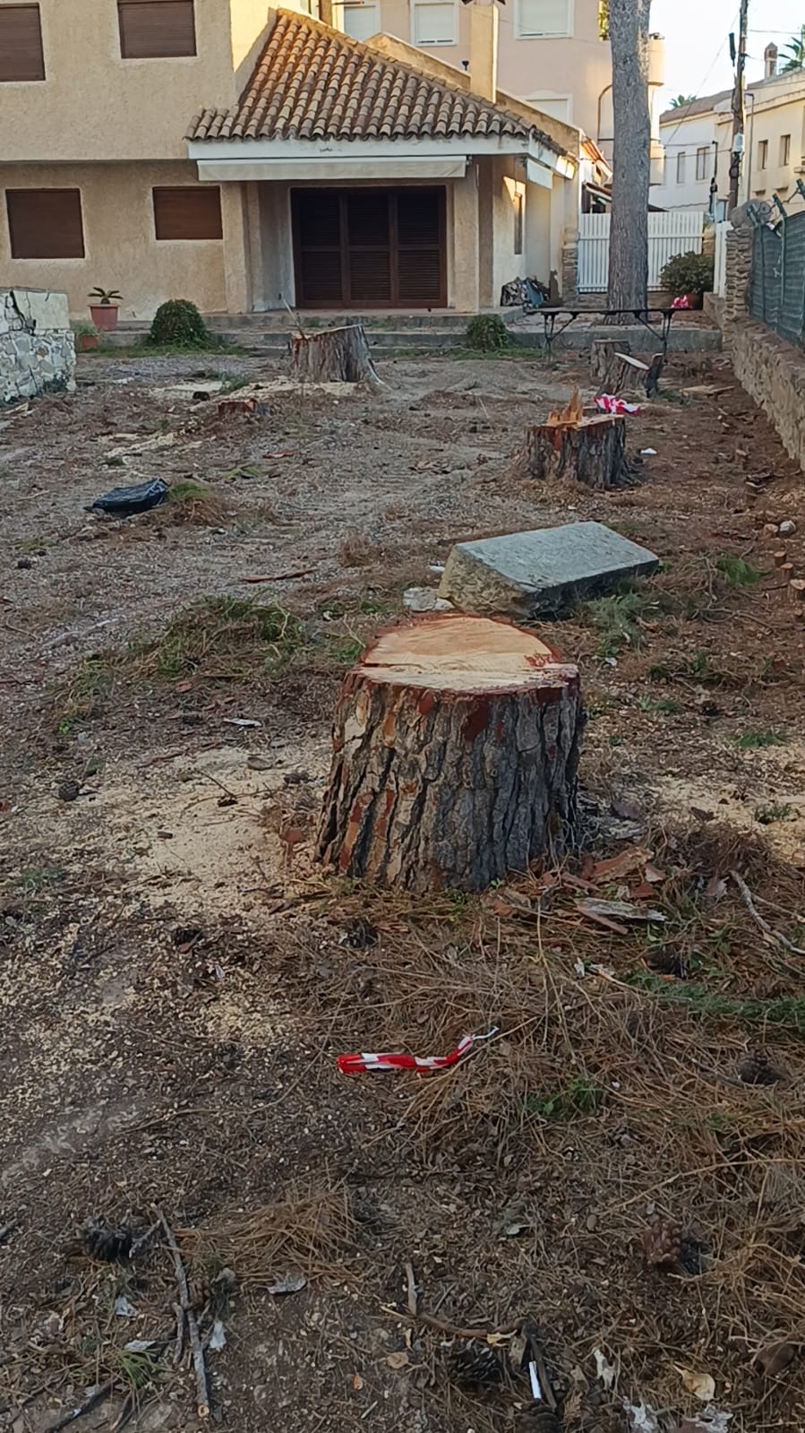 La tala legal de nueve pinos centenarios desata la protesta vecinal en San Javier
