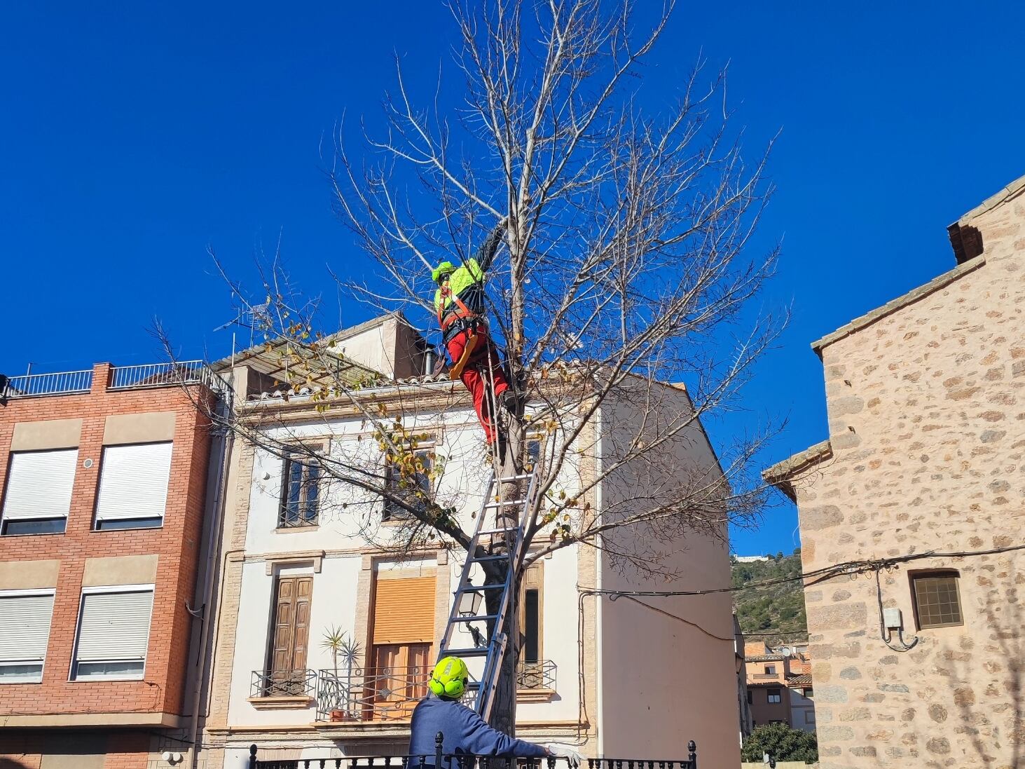 Castellnovo cuida a su vecino más singular: el Olmo de la Plaza del Olmo