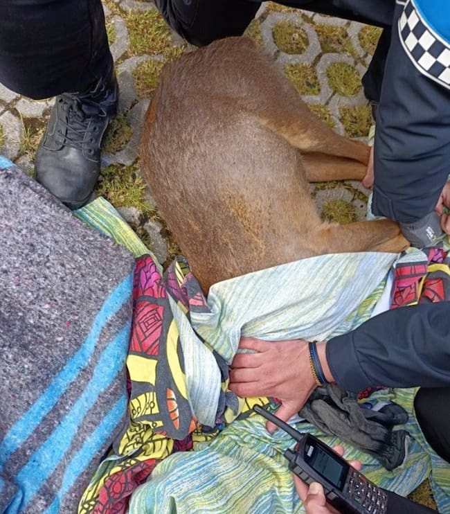 09/05/2025 El corzo, atendido por la Policía Municipal y veterinarios del CRAS en Valladolid..
Un corzo ha recorrido al menos 1,5 kilómetros por distintas calles de la ciudad de Valladolid, entre el parque Ribera de Castilla y el aparcamiento del Hospital Viejo, donde se ha golpeado con un coche y finalmente ha sido atendido por efectivos de la Policía Municipal y por los veterinarios del Centro de Recuperación de Animales Silvestres.
SOCIEDAD
POLICÍA MUNICIPAL DE VALLADOLID