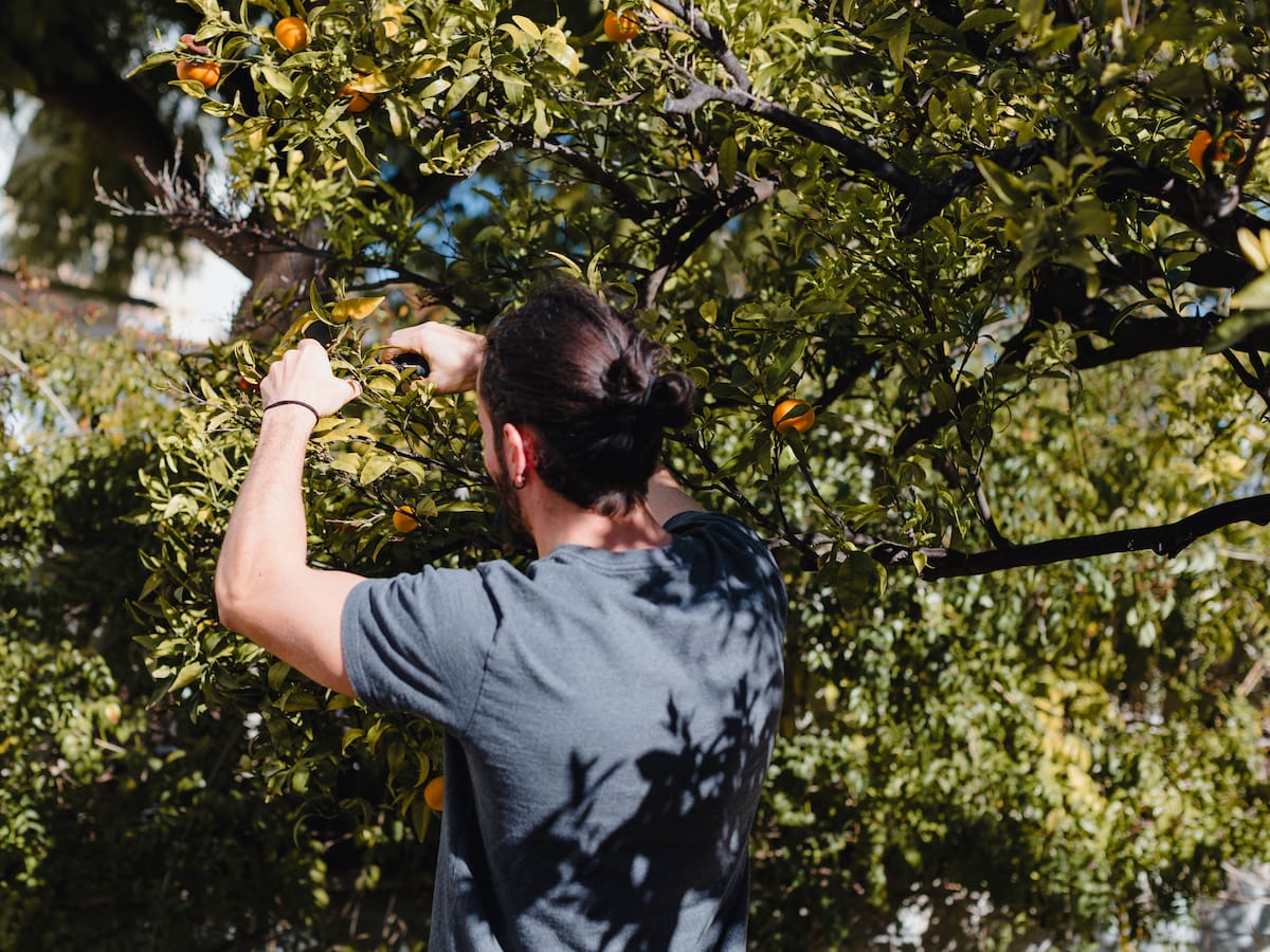 Música i agricultura, dos formes de vida que poden anar de la mà