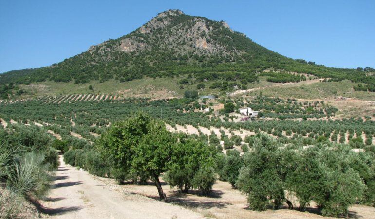 Pista en un olivar