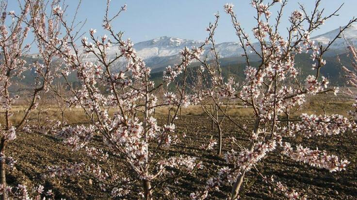 La cooperativa Almendras Comarca de Guadix en la Cadena SER