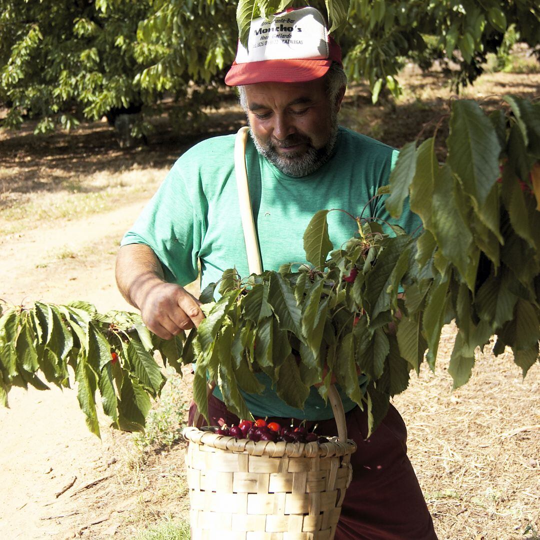 Recogida manual de la cereza del Jerte