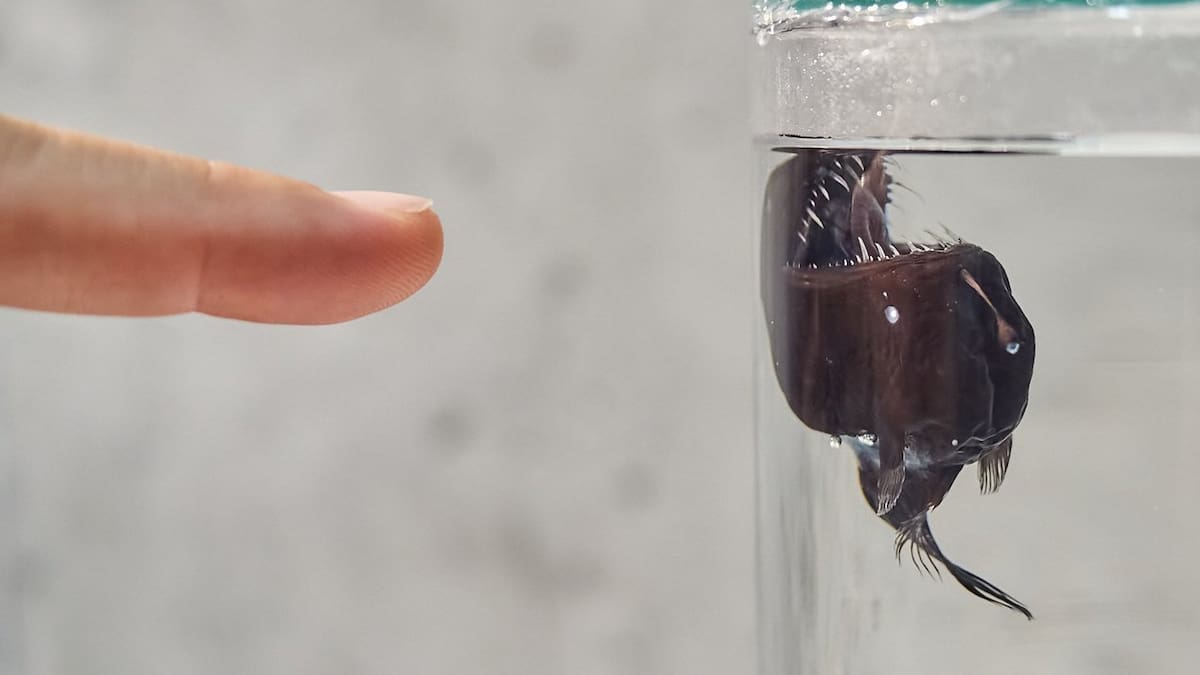 El biólogo Alejandro de Vera asegura que quizás nunca podremos saber por qué apareció