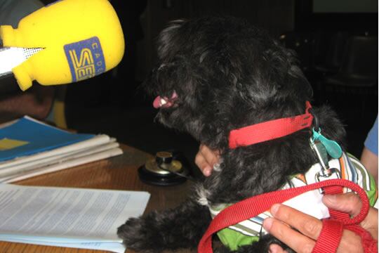 La ONG apeló ante la Audiencia Provincial de Segovia, que ha condenado a la denunciada, responsable de una falta de abandono de animal, a 15 días de multa, con una cuota diaria de seis euros (90 euros en total), y arresto sustitutorio de un día por cada dos cuotas impagadas.