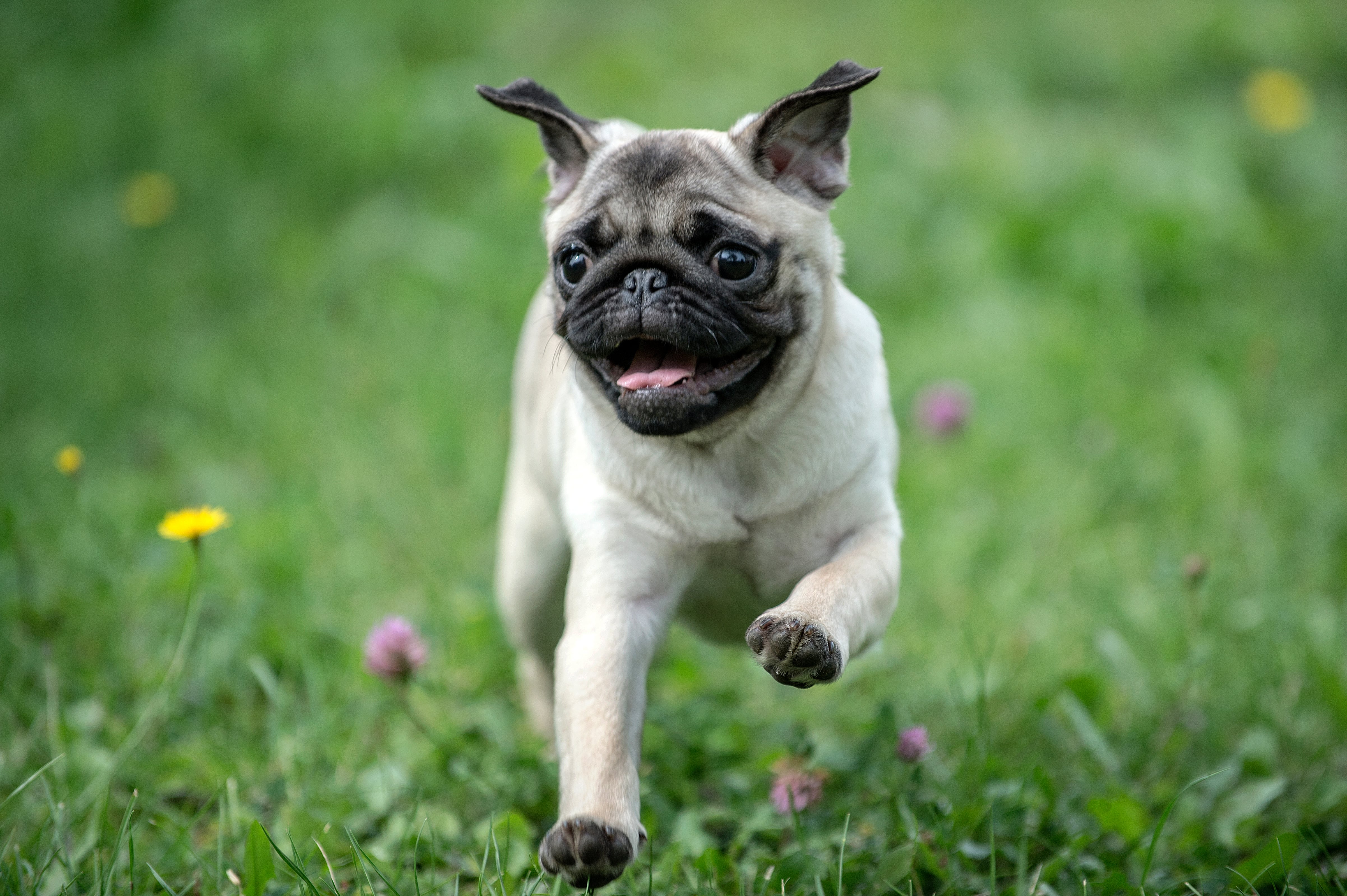 Un perro corriendo por el campo.