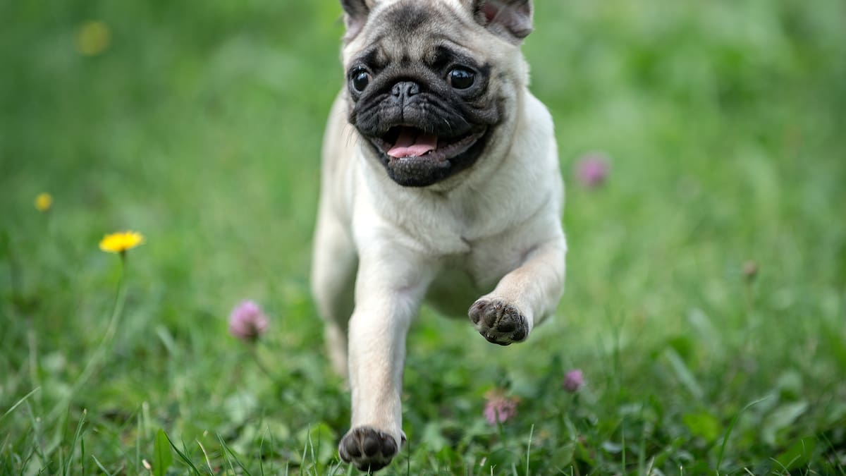 FIO permitirá por primera vez el acceso de perros