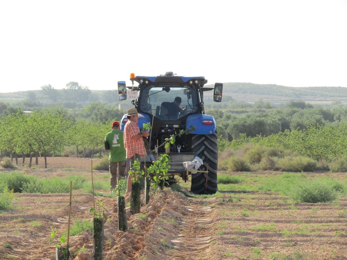 El ITAP realiza una nueva plantación de pistachero en la Comarca Campos de Hellín para evaluar las variedades Sirora, Kerman y Larnaka en dos tipos de injerto.