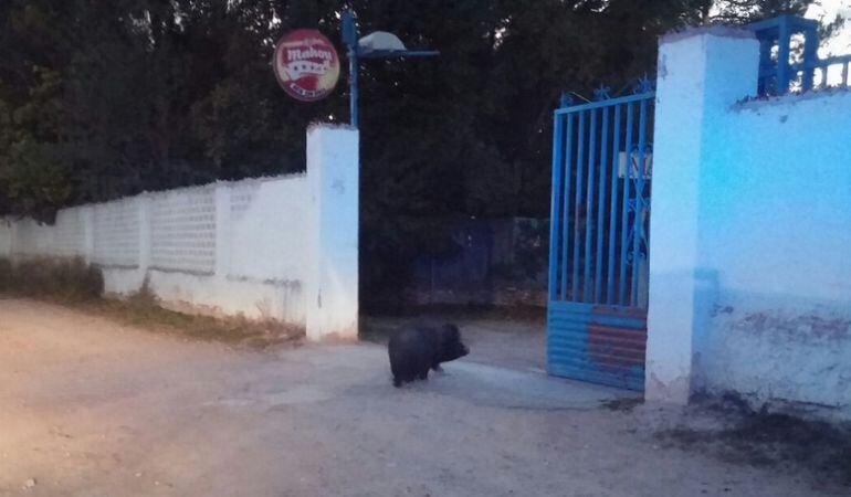 El cerdo vietnamita se mueve por la zona de la Hoya de San GInés