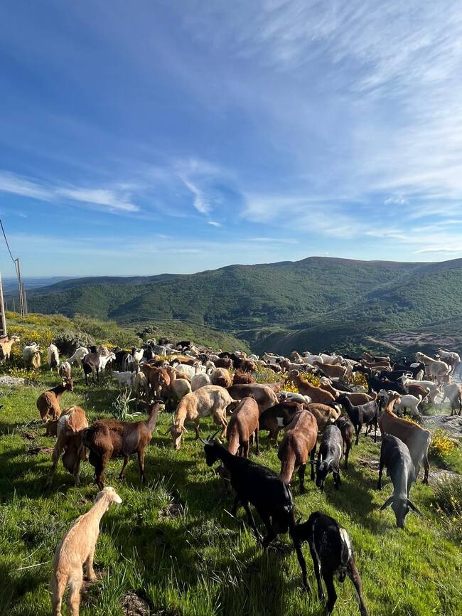 El rebaño permanecerá todo el verano en esta zona de la Montaña Palentina