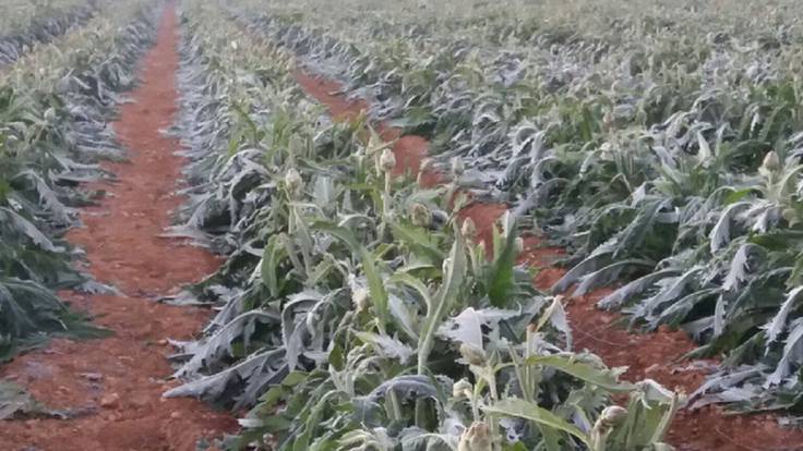 Heladas en el campo de Lorca