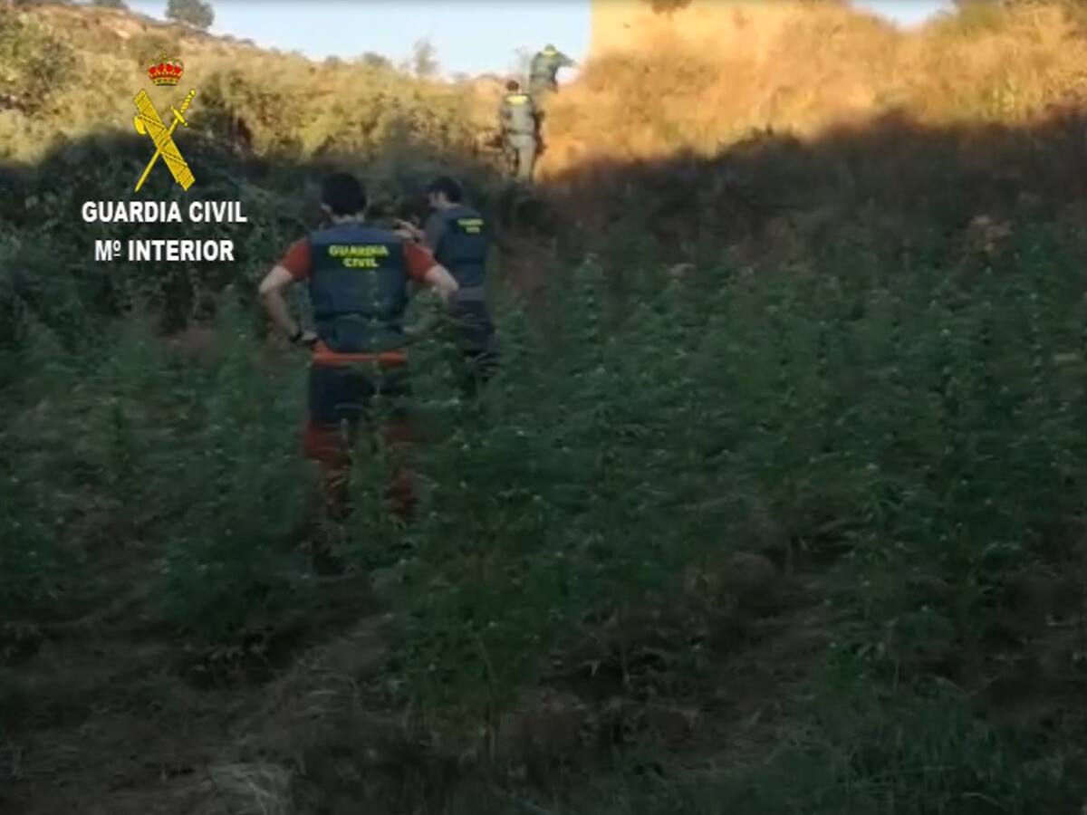 La Guardia Civil desmantela la mayor plantación de marihuana en la provincia este año
