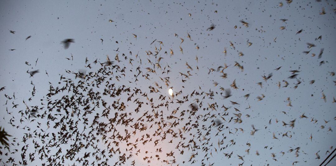 Pájaros en el cielo. Imagen de archivo