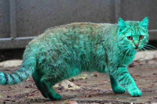 Imagen del misterioso gato verde