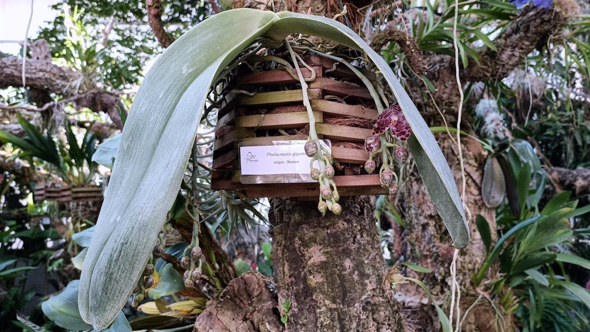 Estas orquídeas  son conocidas como &#039;orejas de elefante&#039;