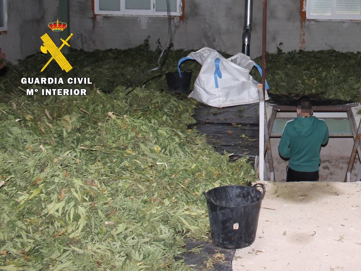 Tres detenidos en la Ribera por un falso entramado empresarial que traficaba con marihuana