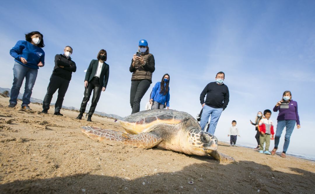 Suelta de la tortuga Auir en la playa de Gandia 