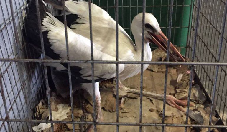 La cría se cayó del nido y se lesionó una pata, lo que le impedía volar.