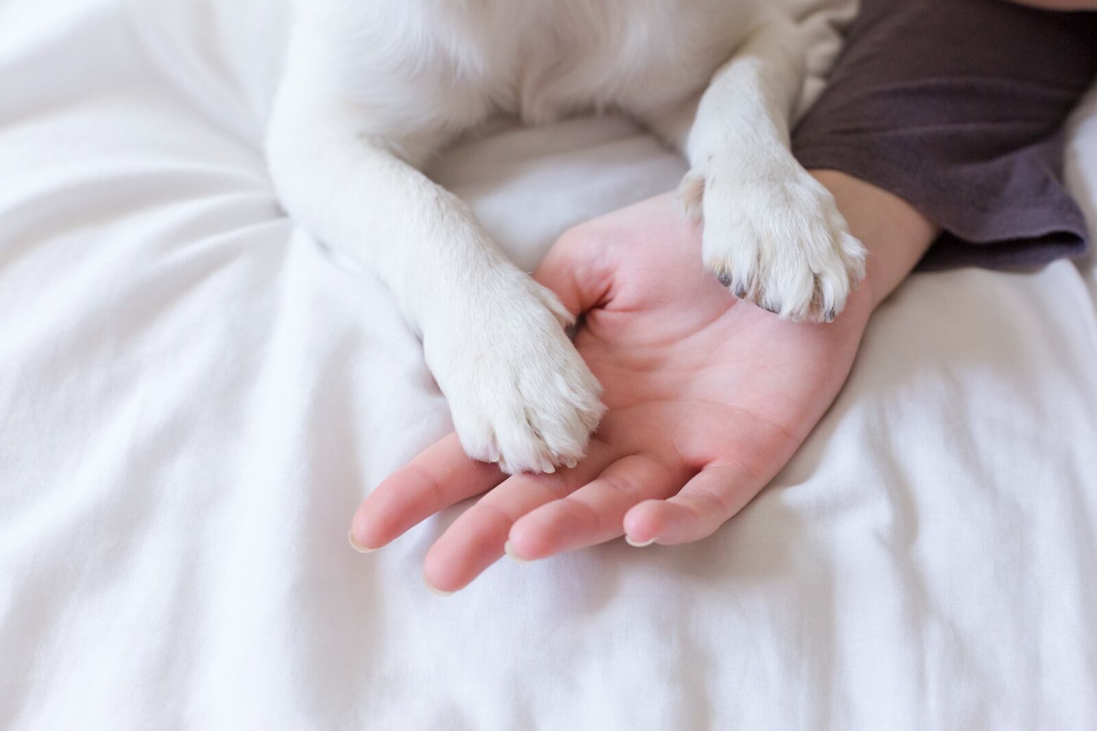 Un perro con su dueña.