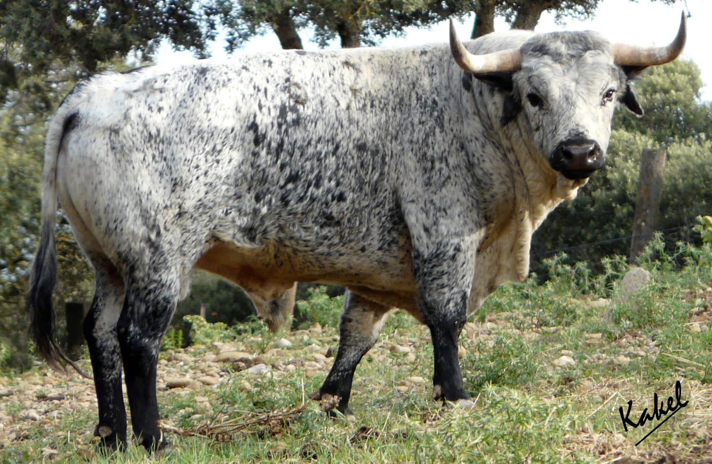 Los Maños ha preparado una corrida muy seria para la plaza de toros de Huesca el día 10 de agosto