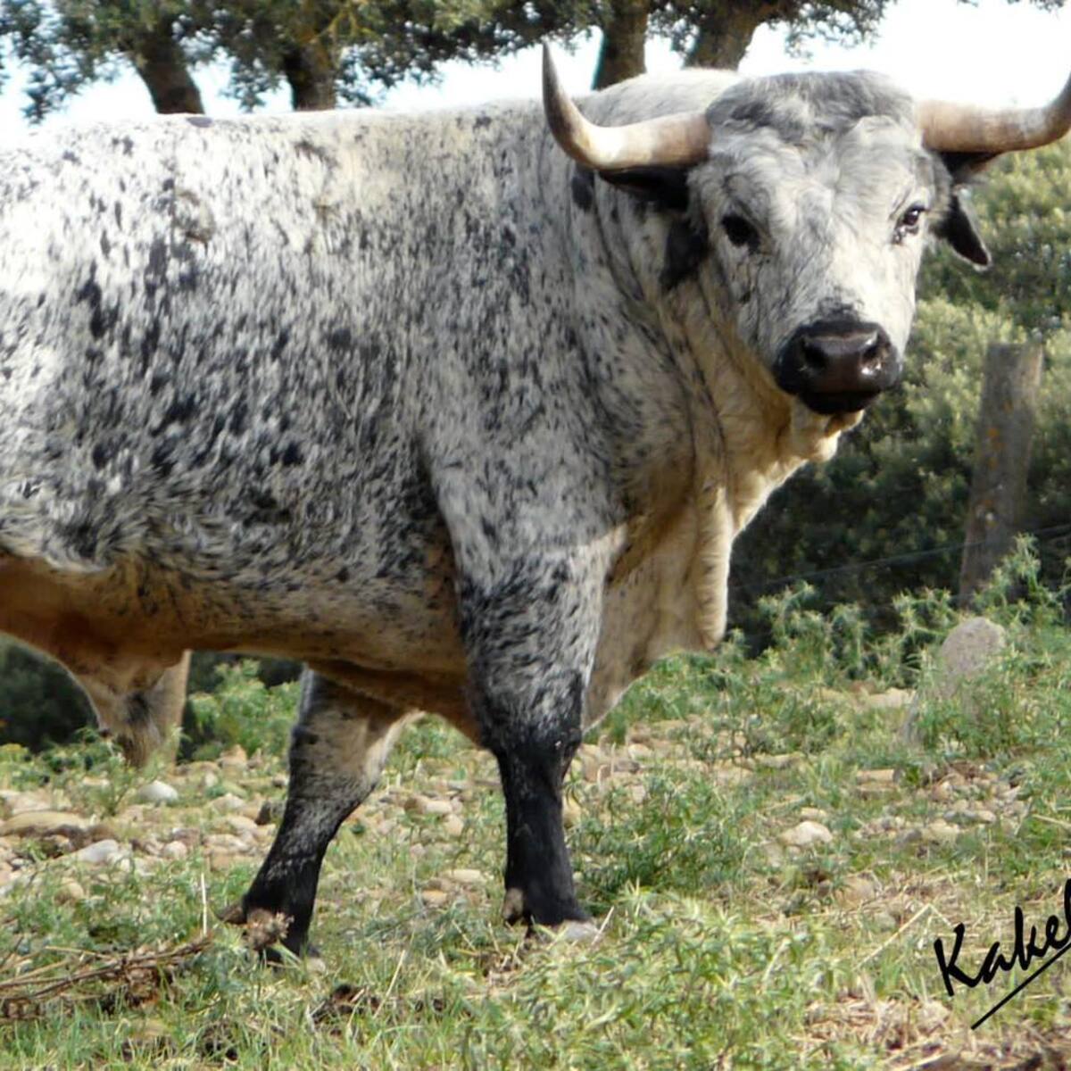 Tauroemoción presenta los toros de Los Maños que se lidiarán el día 10 de agosto en Huesca