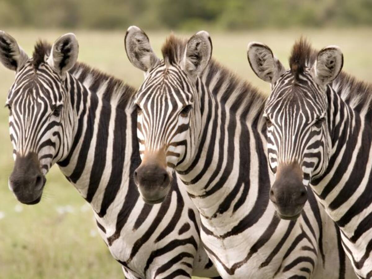 Exportaban cebras enfermas a Dubai