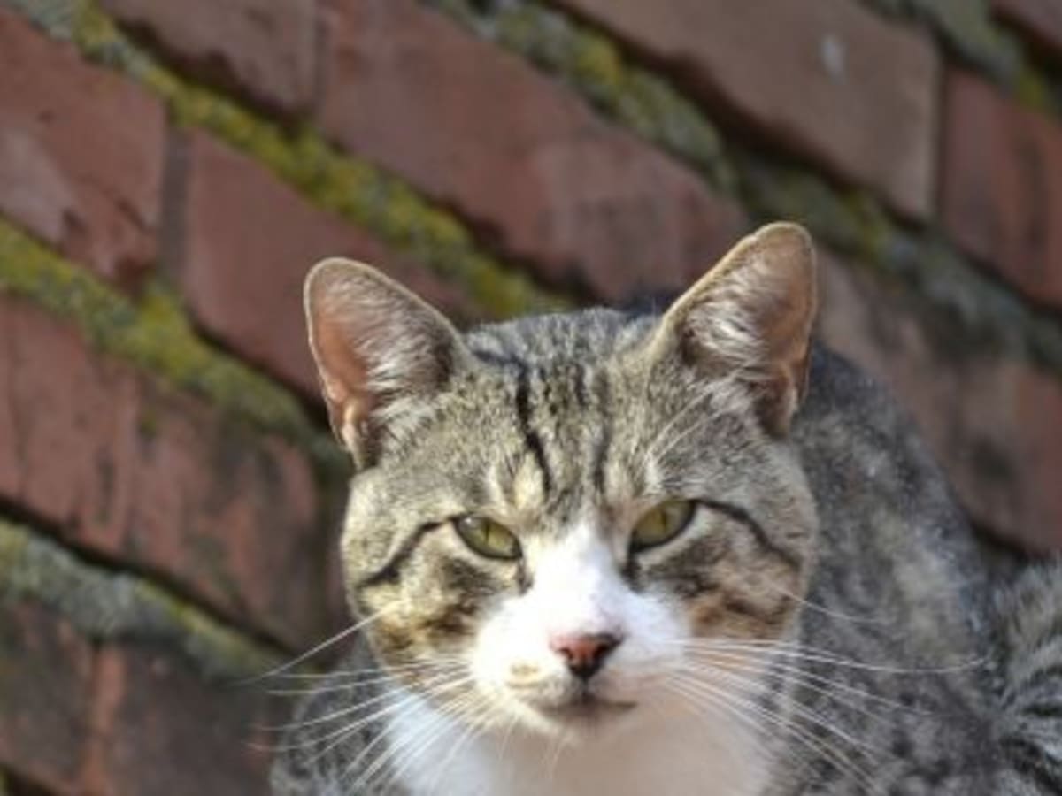 El Ayuntamiento firma con Gatuchiños la campaña de esterilización de gatos callejeros