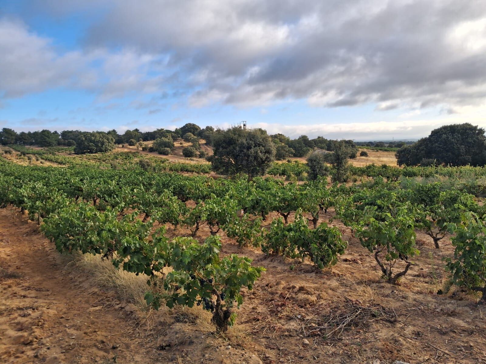Viñedo de la Ribera del Duero, septiembre 2025