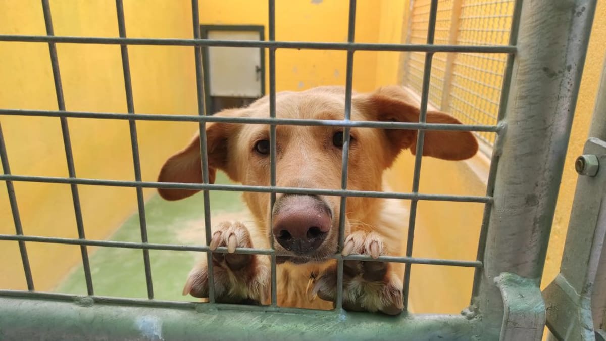 Rafa Paunero, presidente de El Refugio: "queremos que las penas por el maltrato animal sean de cárcel"