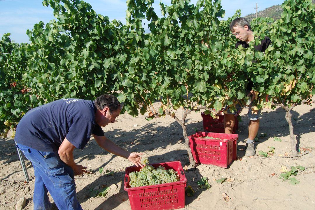 Pla conjunt de dues persones començant la verema del celler de Pujol Cargol de Masarac