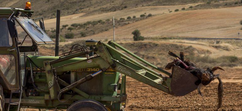 El estado final en el que queda el toro tras los encierros en el campo que se desarrollan en La Alcarria (Guadalajara) 