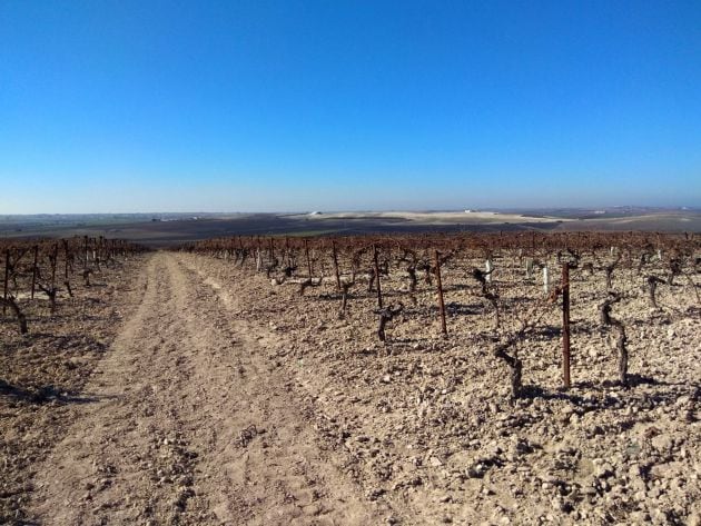 Perspectiva desde el cerro donde está Viña Corrales