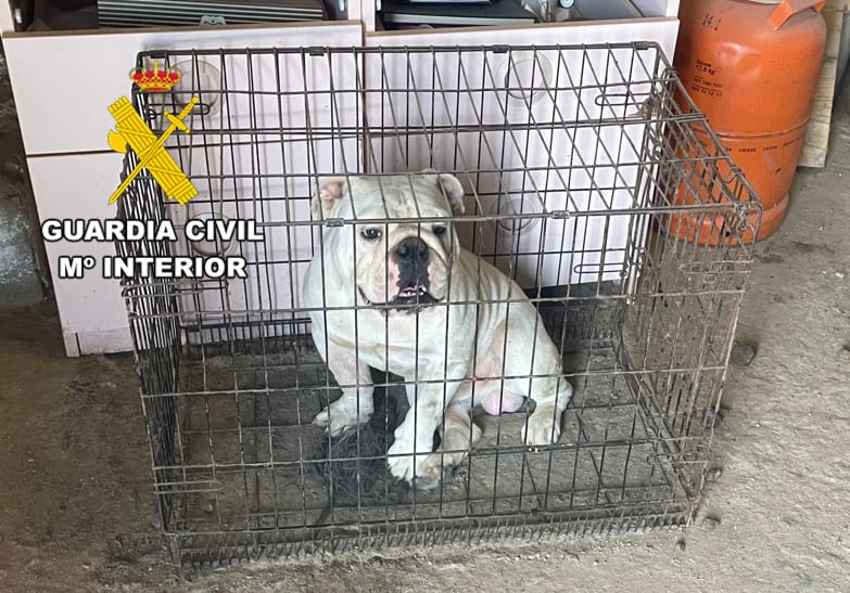 Uno de los perros encontrados en el criadero ilegal