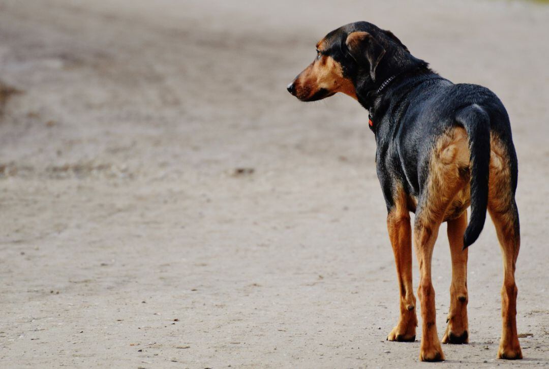 Perro abandonado