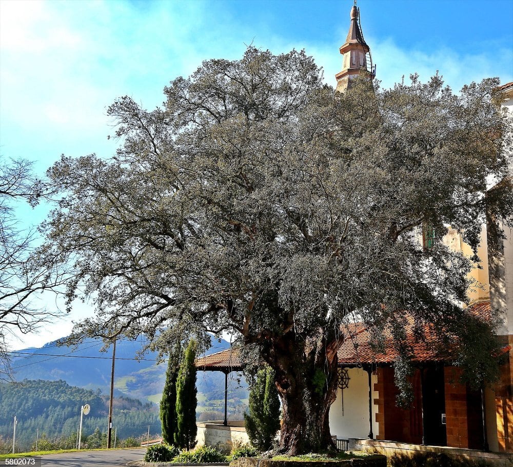 Encina de San Esteban