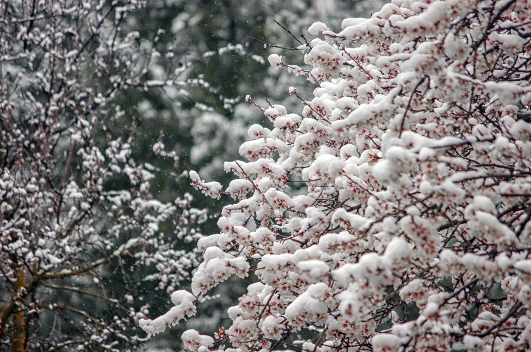 Almendro en flor nevado