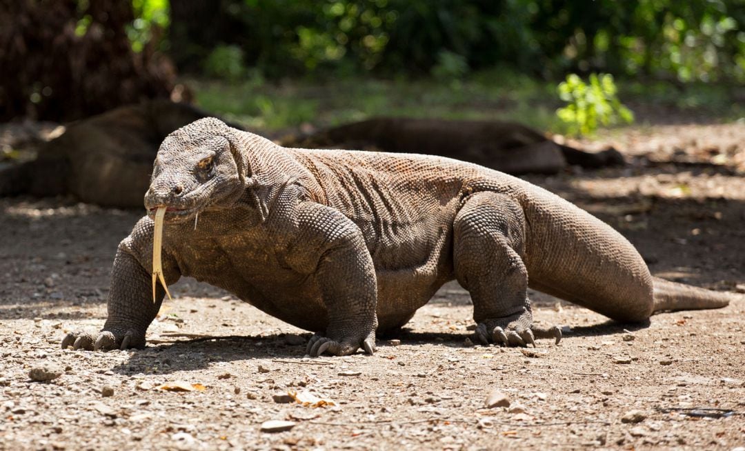 Los científicos descubren el gran secreto del dragón de Komodo.